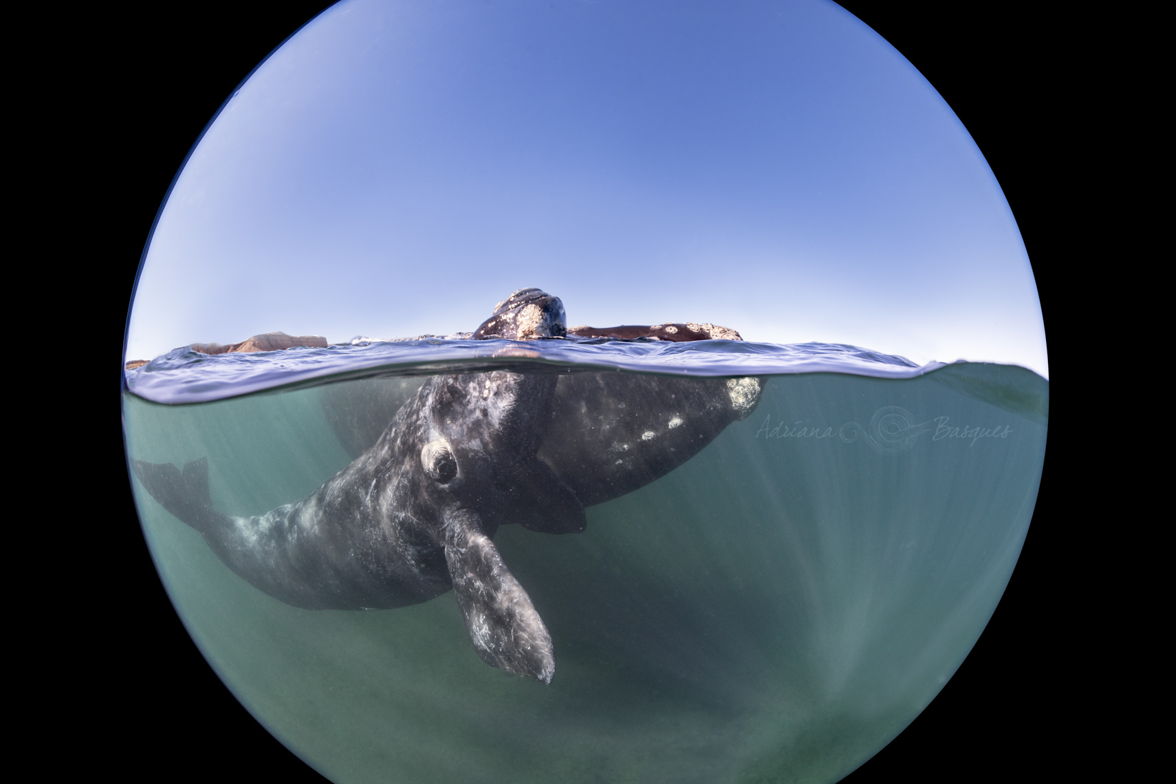 RightWhales1116-2-4W