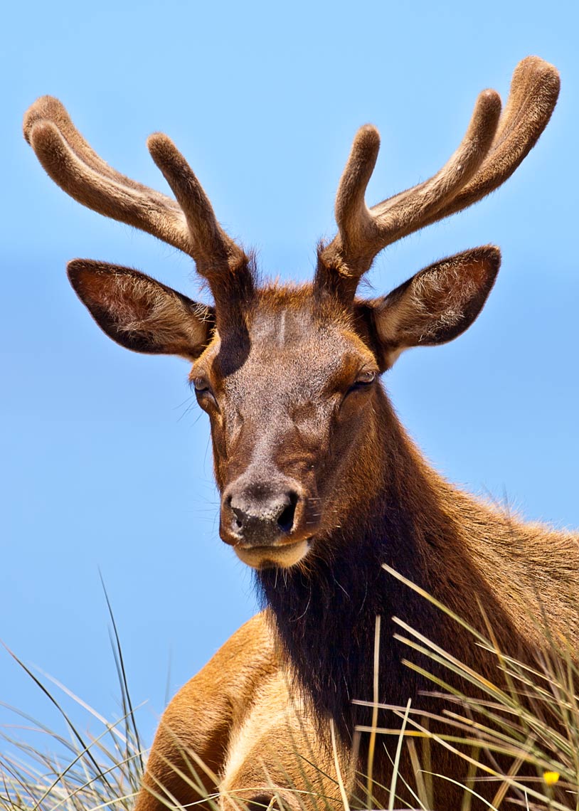 Roosevelt-elk_0054-4W.jpg