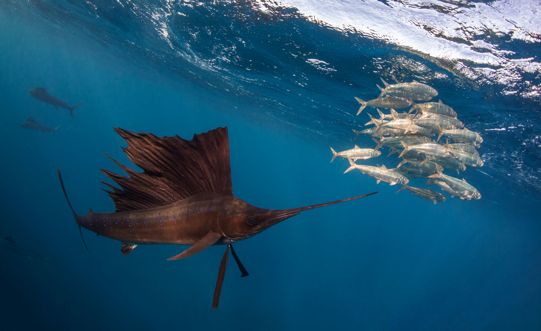 Sailfish hunting