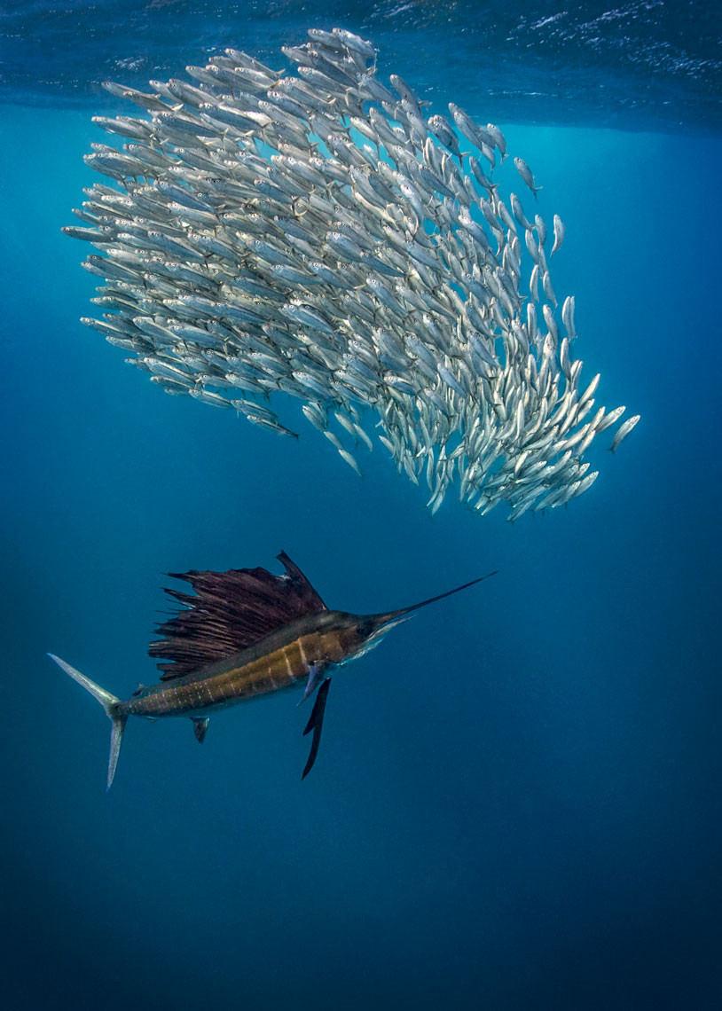 Sailfish hunting