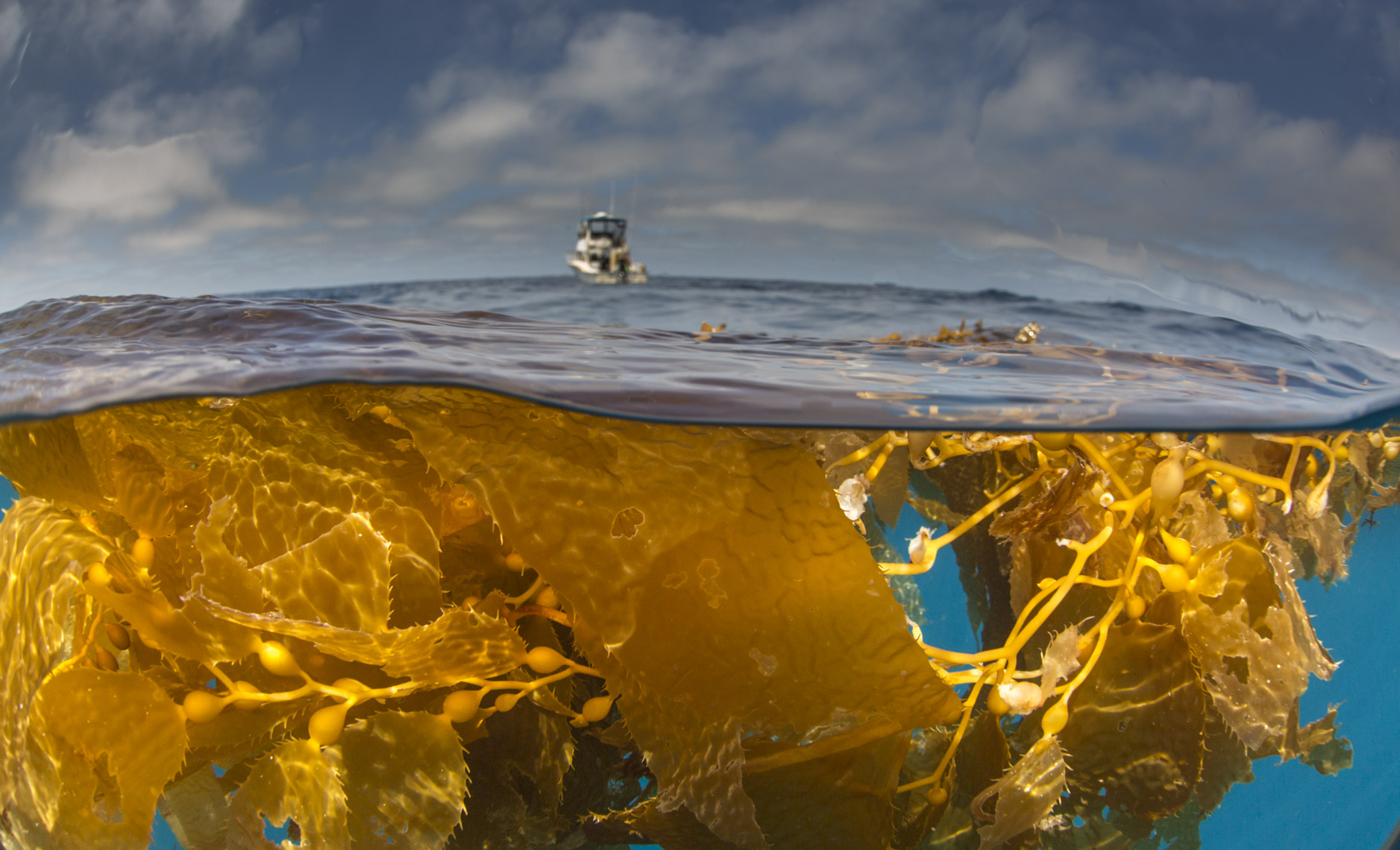 Golden kelp and boat