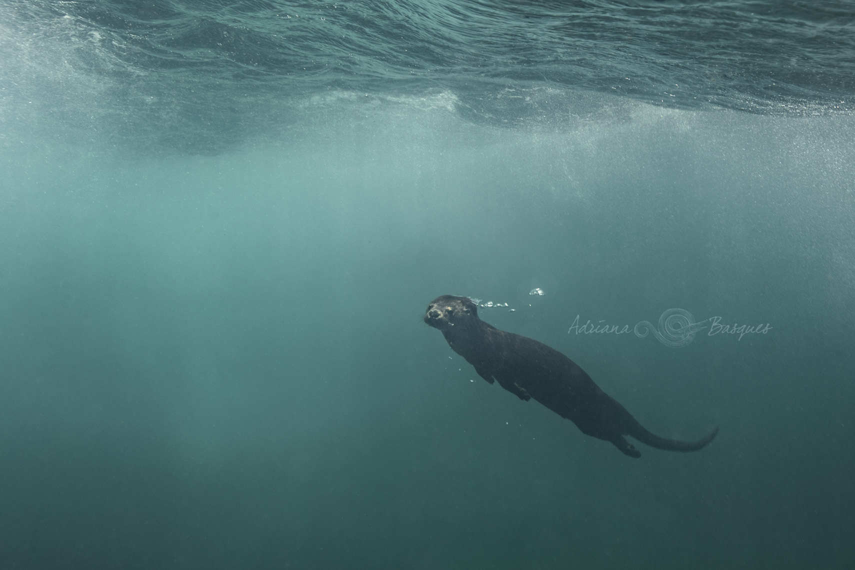 Marine otter