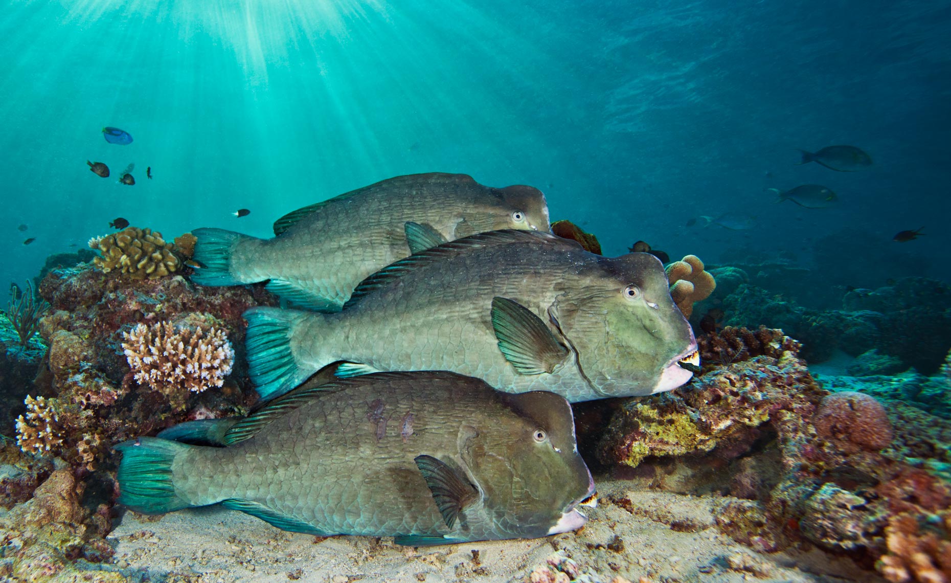 Bumphead parrotfishes