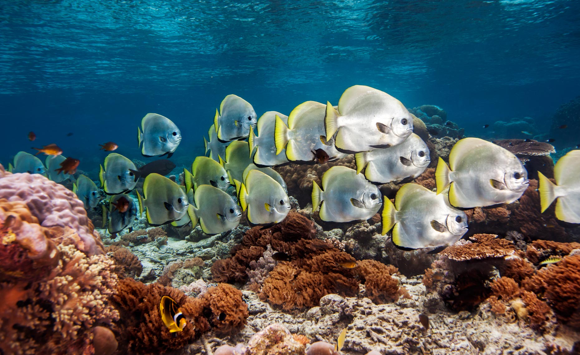 Bat fishes