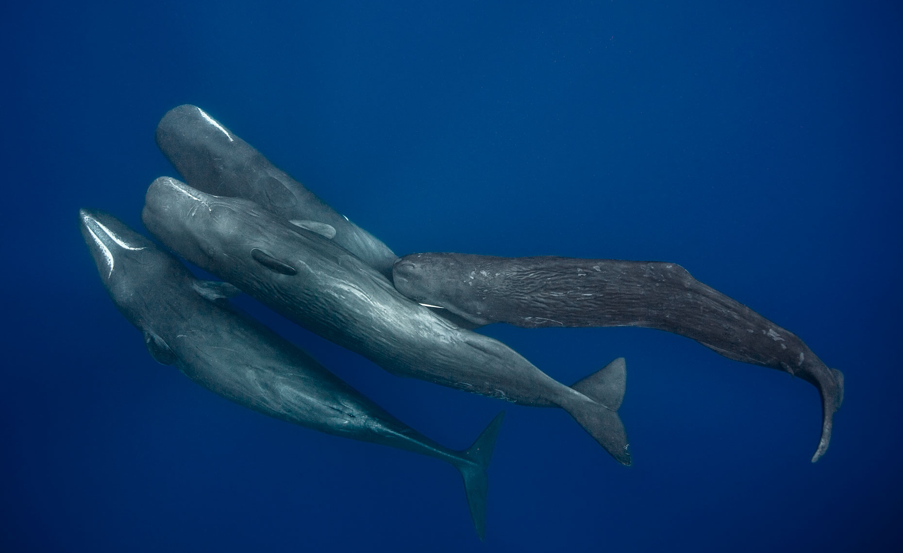 Sperm-whales