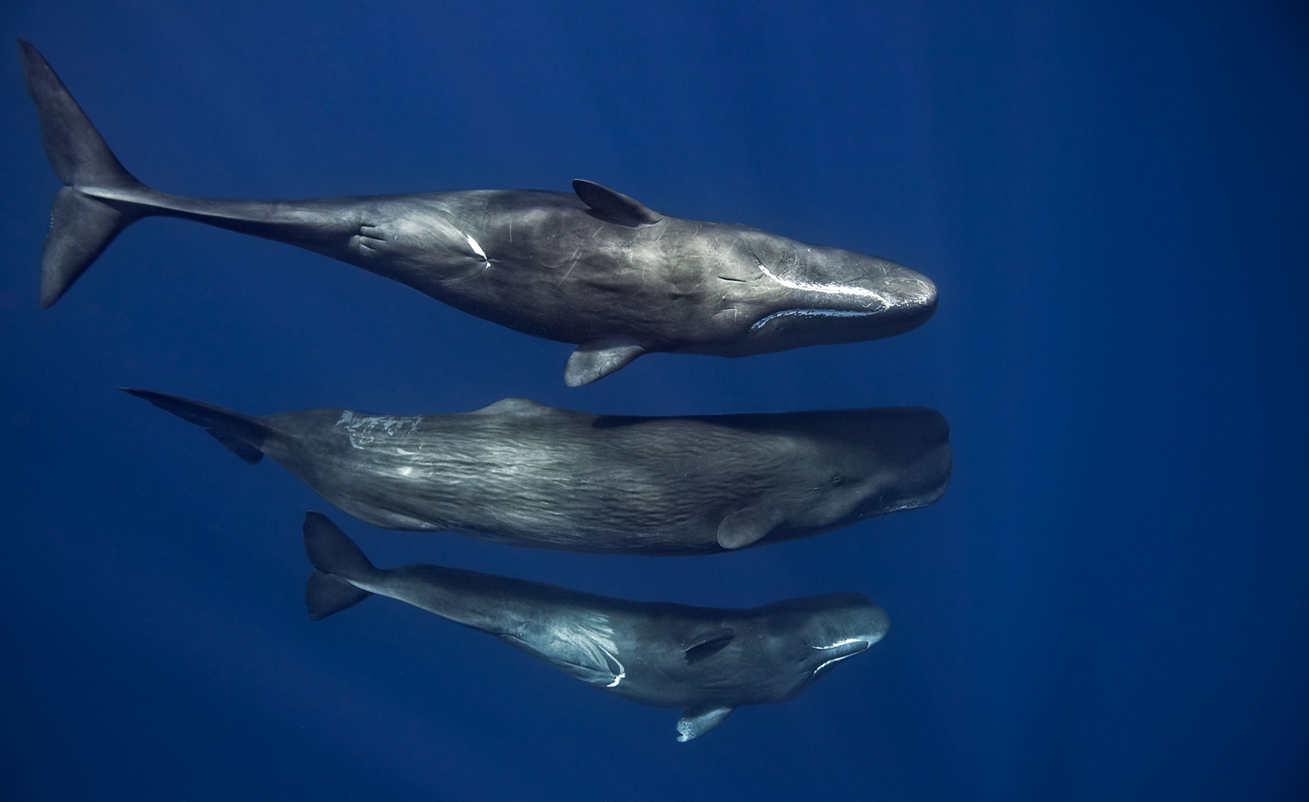 three sperm whales