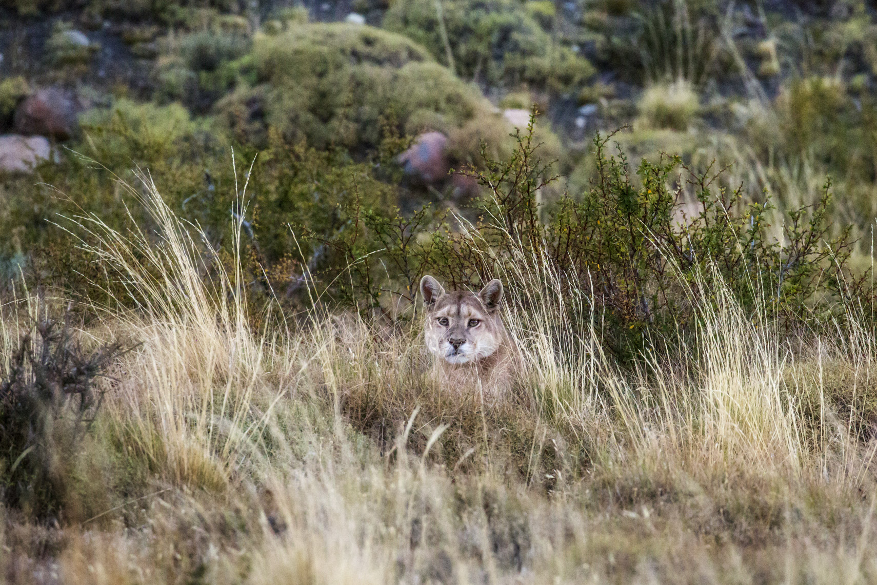 Torres del Paine 2646 - 4W