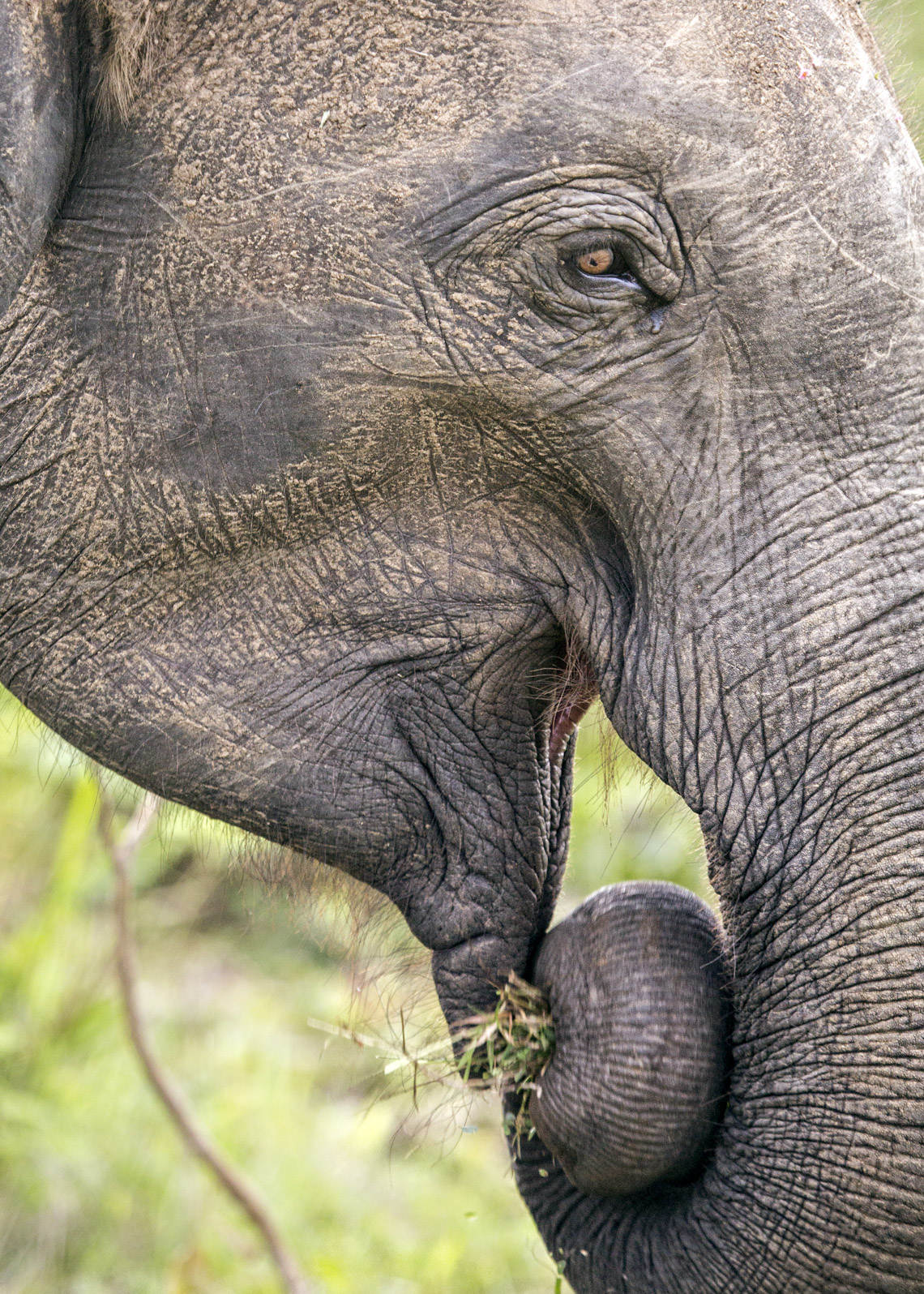 Elephant portrait