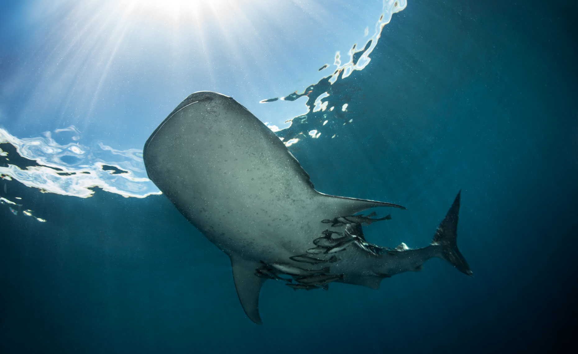 Whale-shark-