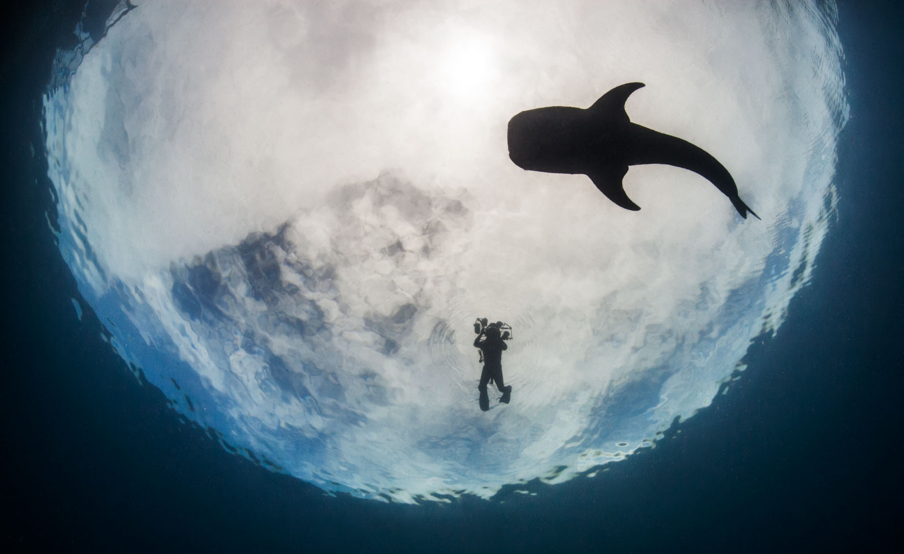 Whale-shark_and diver