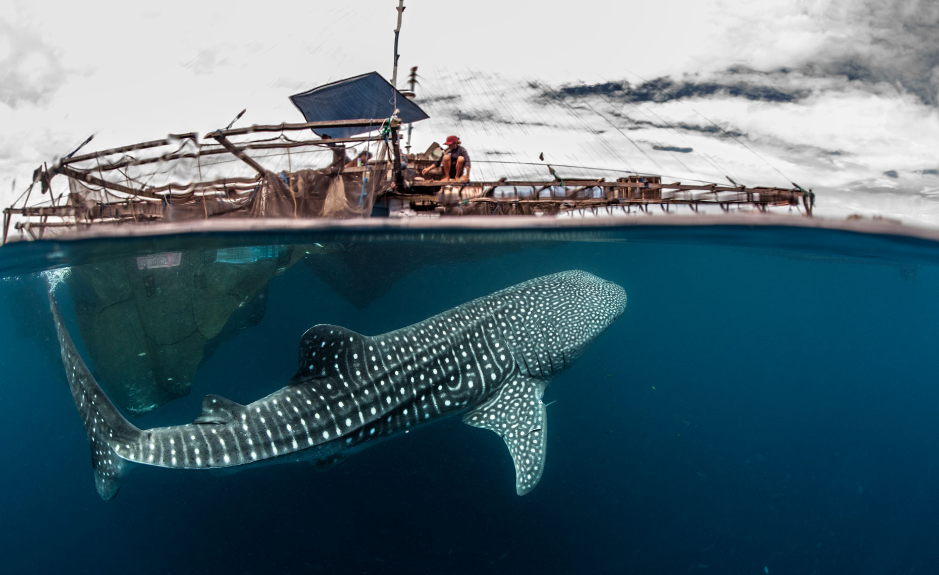 Whale-shark_under bagan