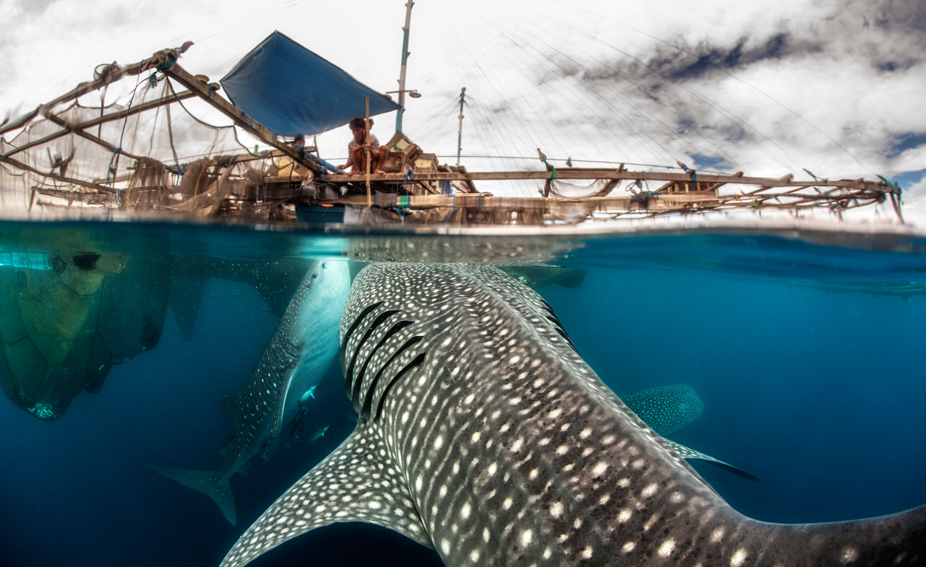 Whale-shark_feeding under bagan