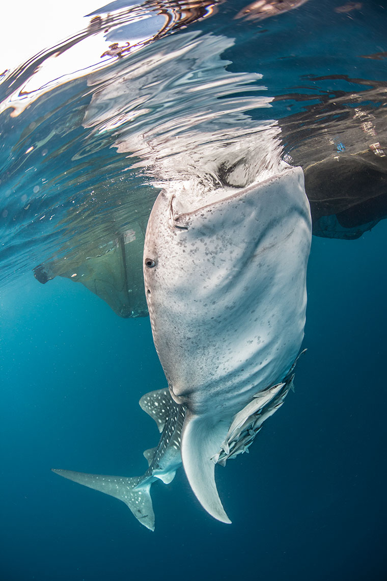Whale shark feeding on he surface