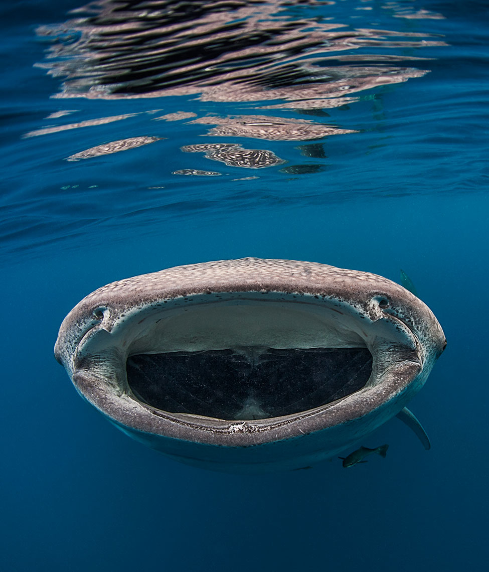 Whale shark open mounth