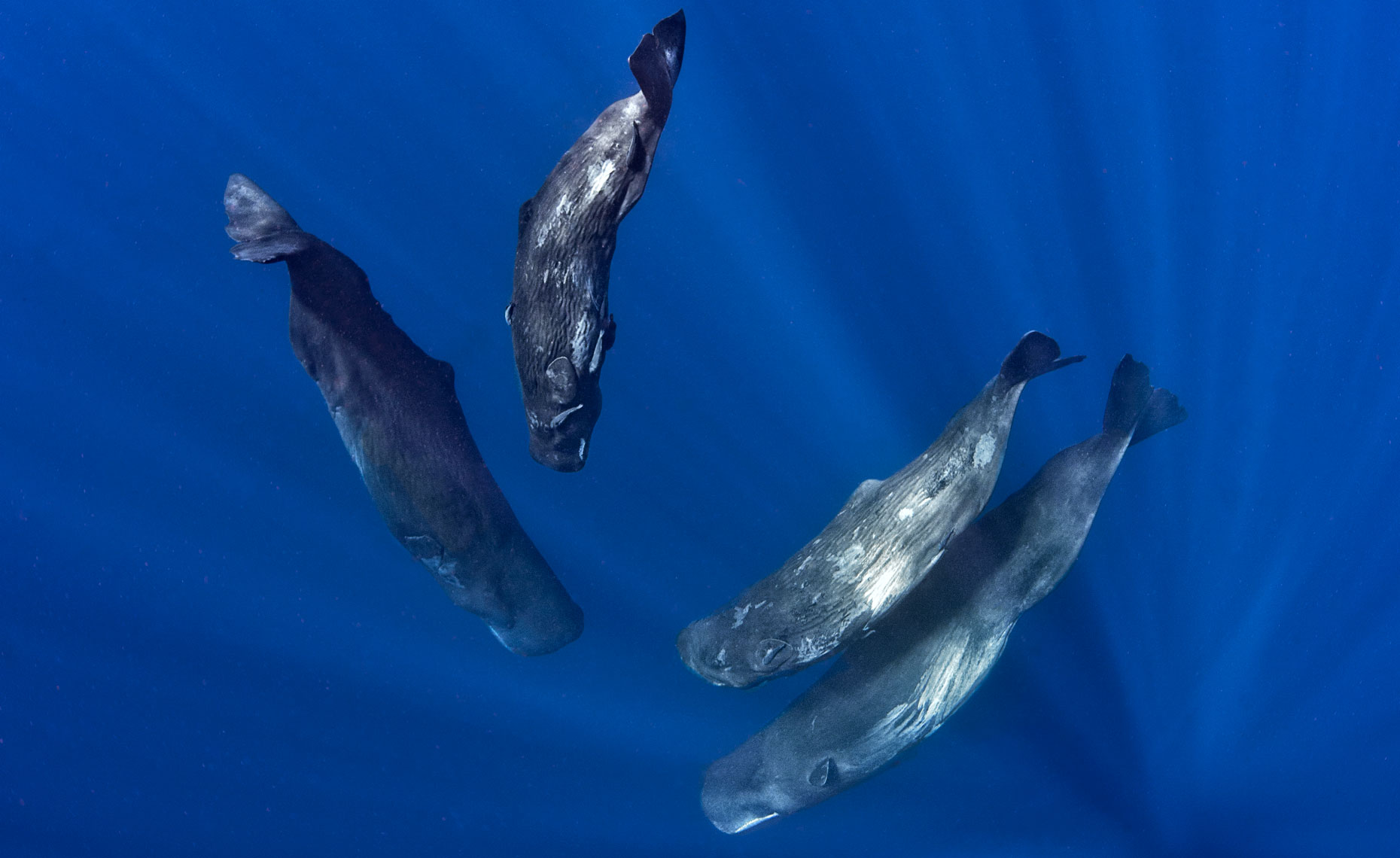 sperm-whales_
