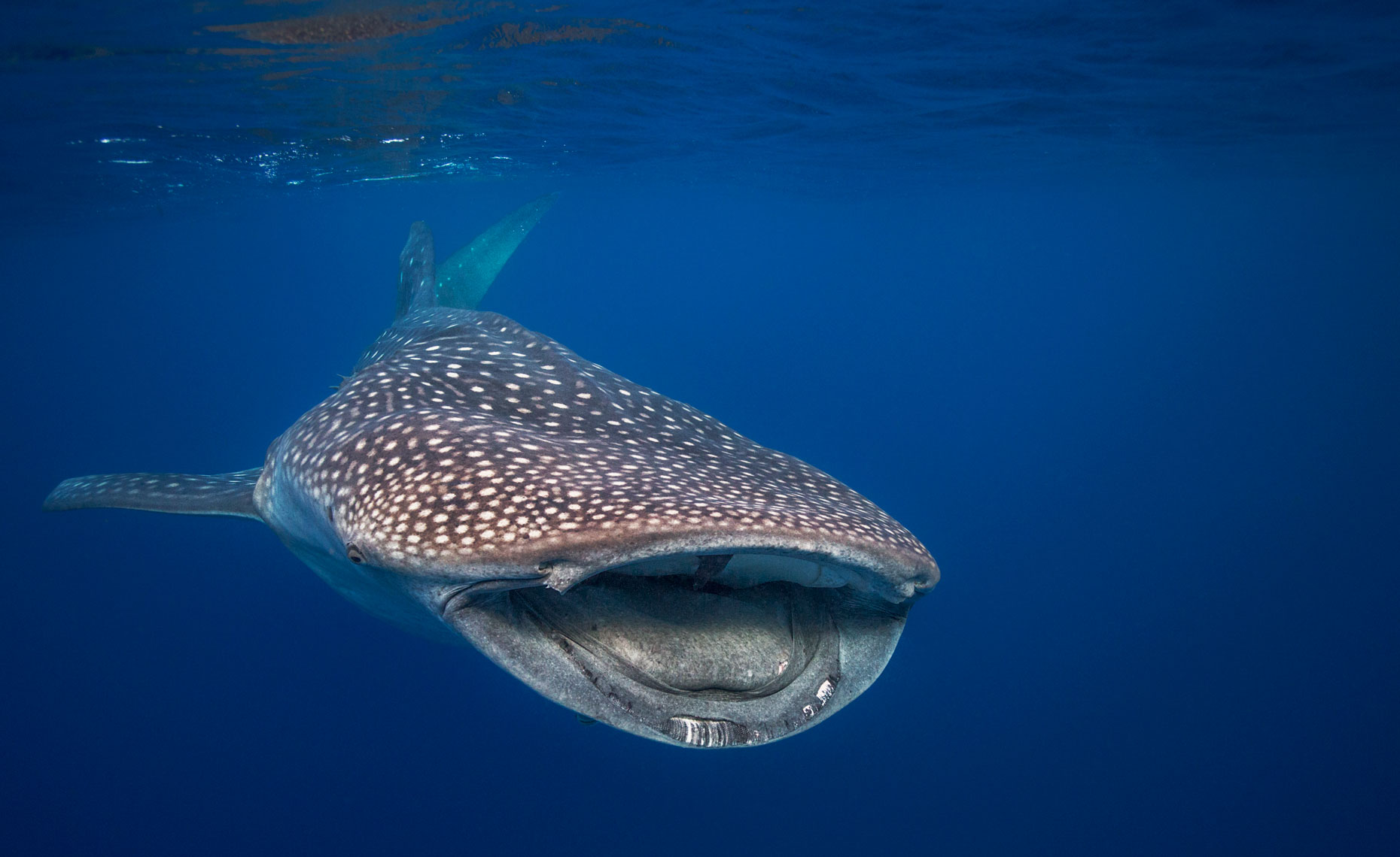 whale-shark