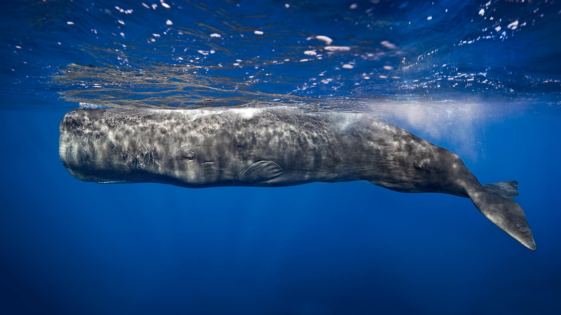 sperm whale Scar
